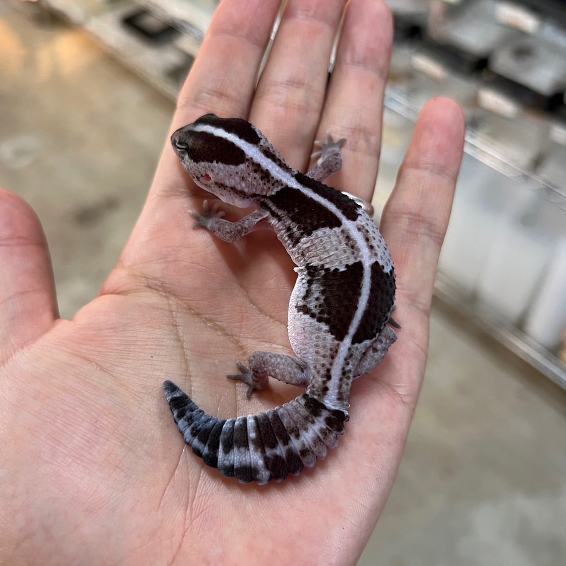 ニシアフリカトカゲモドキ オレオヘテロズールー