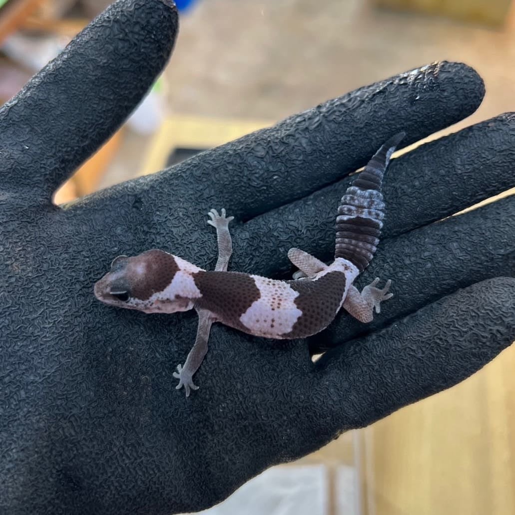 ニシアフリカトカゲモドキ オレオhetパターンレス66%ゴースト