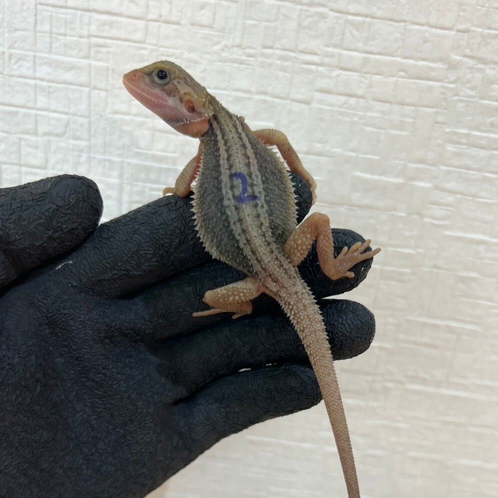 フトアゴヒゲトカゲ サンダーボルト