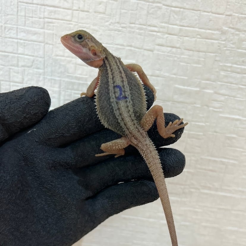 サンダーボルト