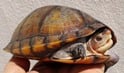ホオアカドロガメ 