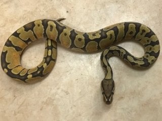 ボールパイソン エンチゴースト