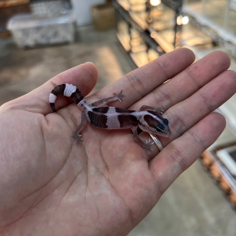 ニシアフリカトカゲモドキ オレオhetゴーストパターンレス