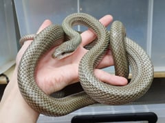 アオダイショウ パターンレス