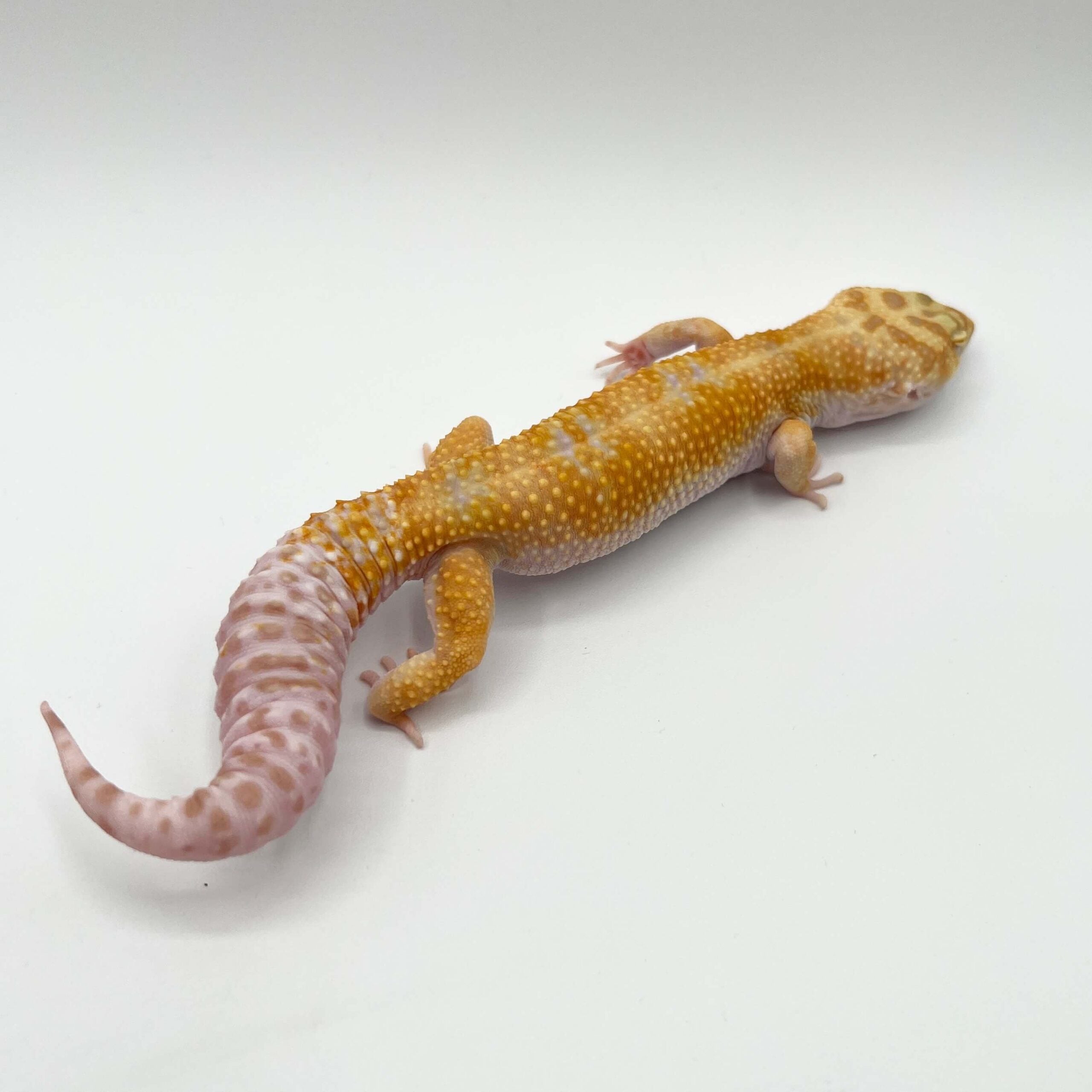 ヒョウモントカゲモドキ クーパートレンパーhetエクリプス