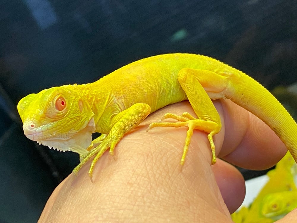 イグアナ アルビノ
