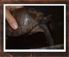 ノコヘリマルガメ 