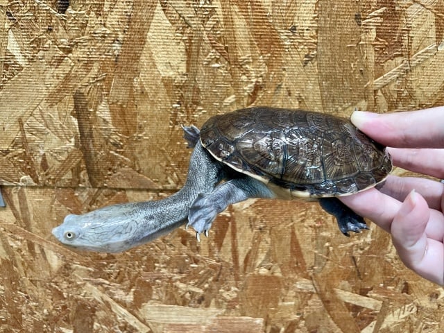 ジーベンロックナガクビガメ 