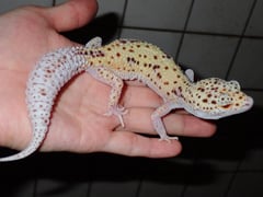 ヒョウモントカゲモドキ ステルス