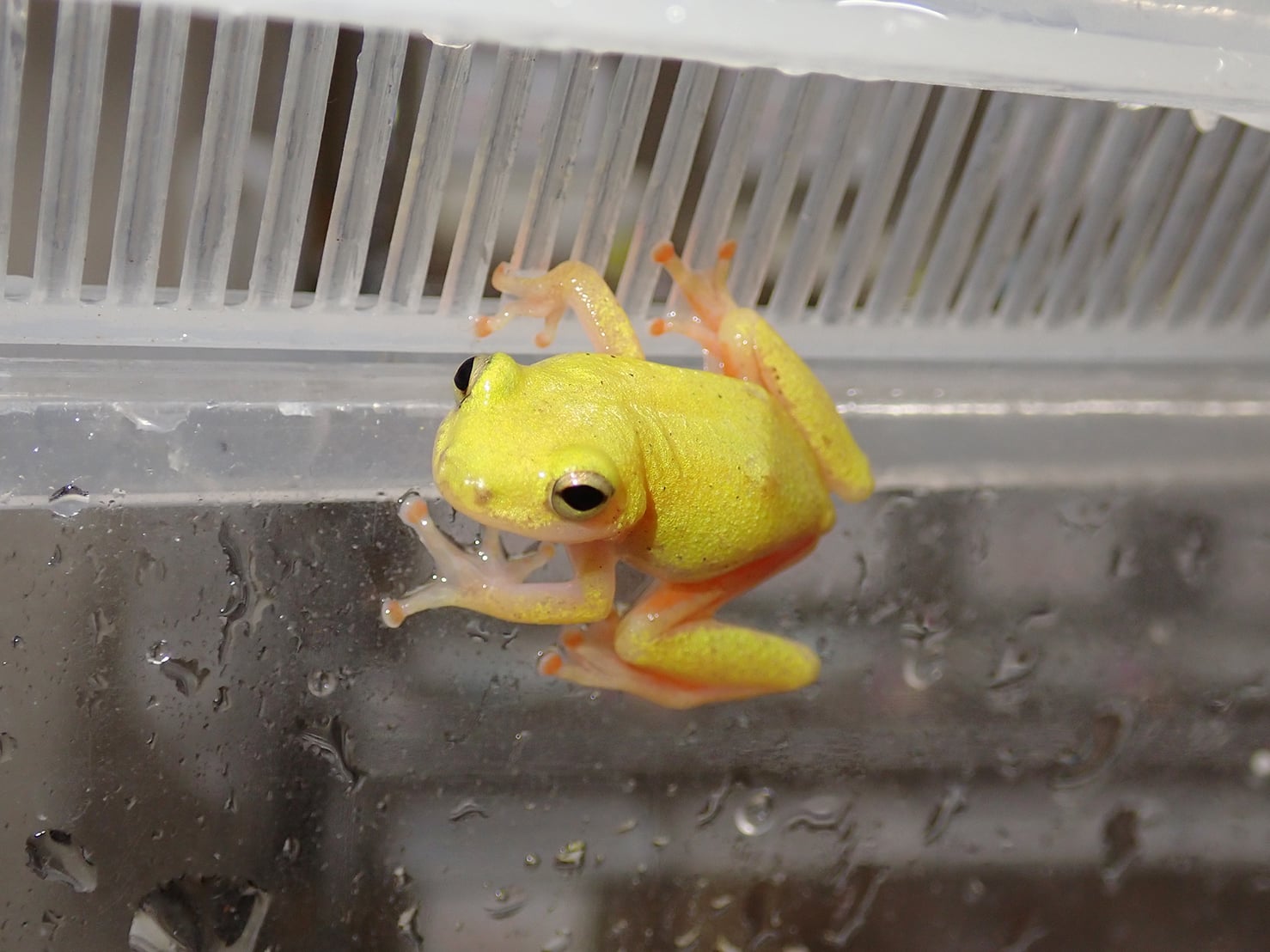 クサガエル 