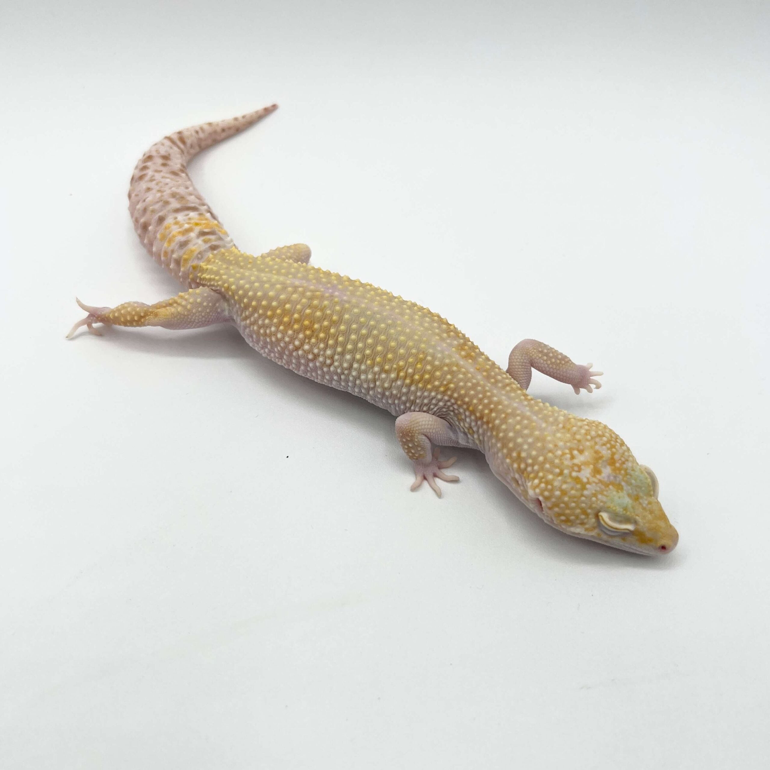 ヒョウモントカゲモドキ スノーエクリプストレンパーアルビノ