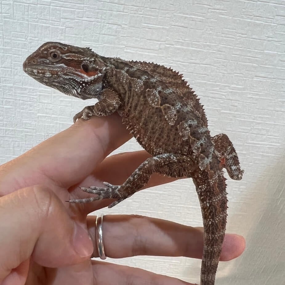 フトアゴヒゲトカゲ ダークレッド