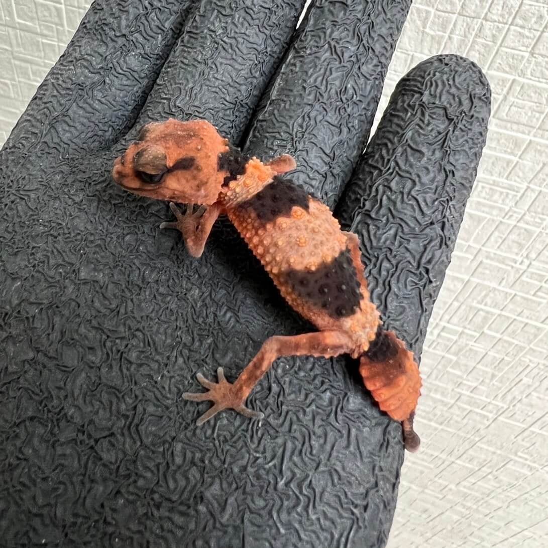 オビタマオヤモリ 