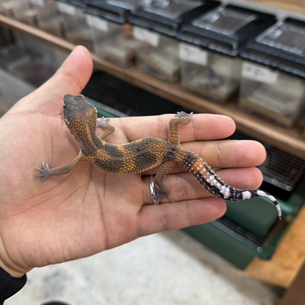 ヒョウモントカゲモドキ タンジェリン