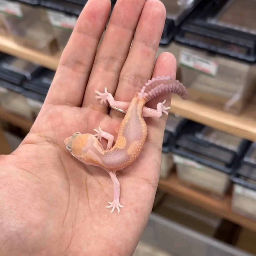 ニシアフリカトカゲモドキ アメルズールー