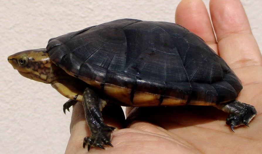 キタシロクチドロガメ 
