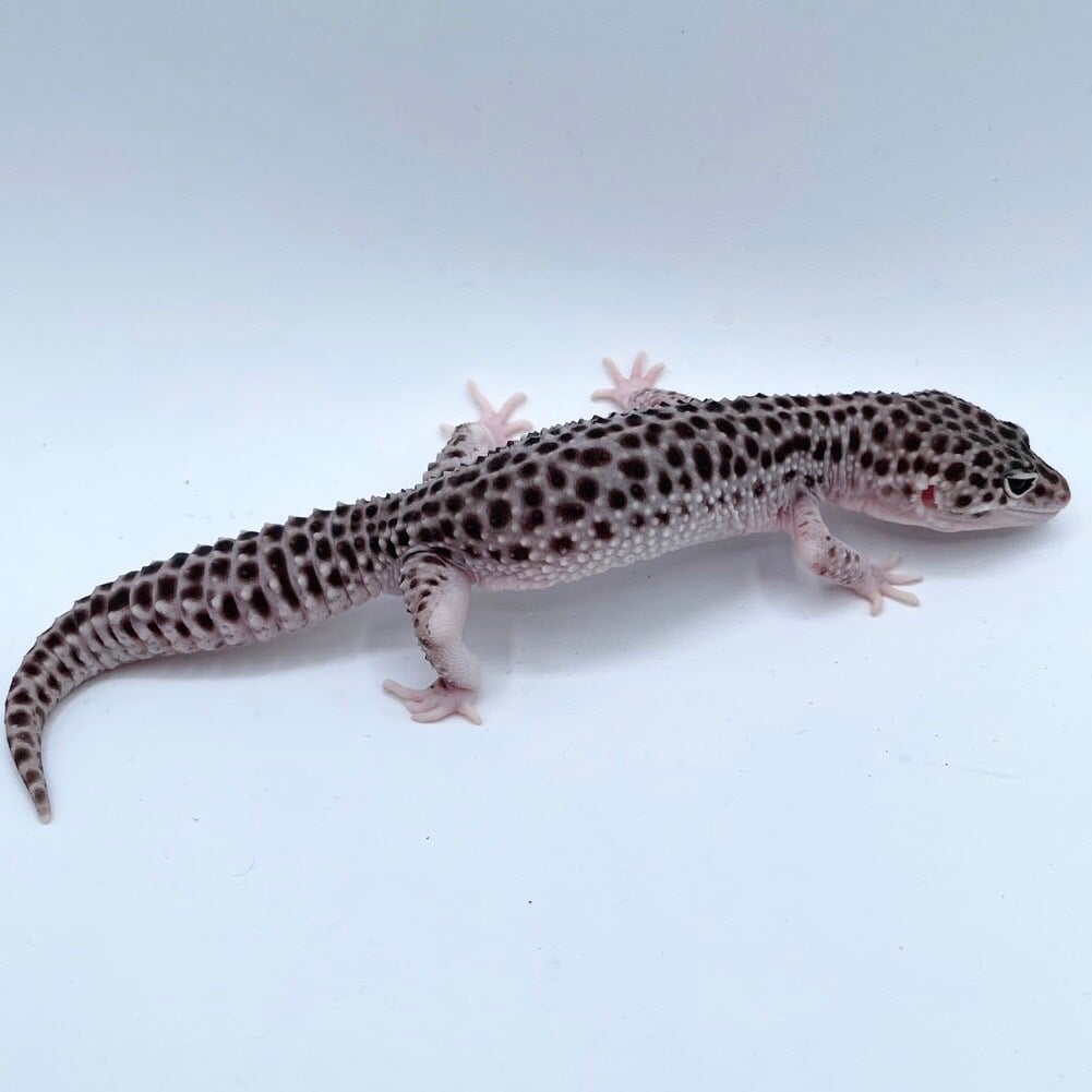 ヒョウモントカゲモドキ トータルエクリプス