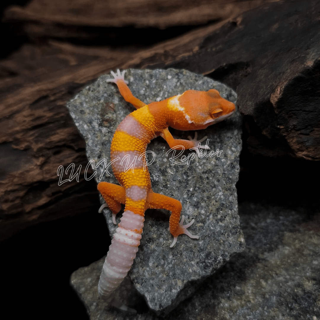 ヒョウモントカゲモドキ ベルストーンウォッシュ