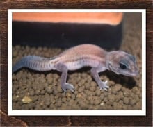 ニシアフリカトカゲモドキ パターンレス