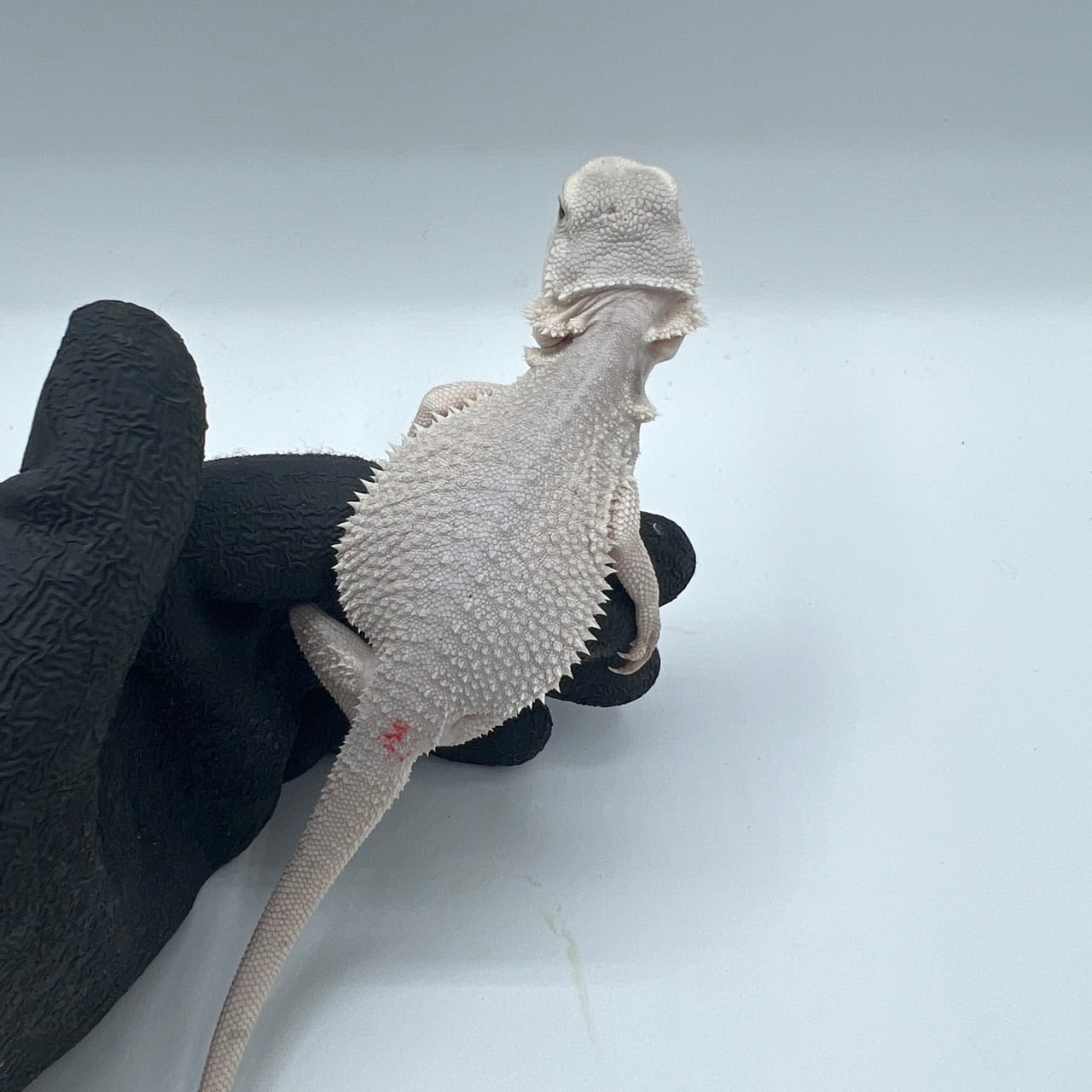 フトアゴヒゲトカゲ ハイポゼロ