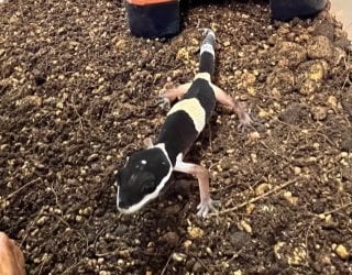 ヒガシインドトカゲモドキ 