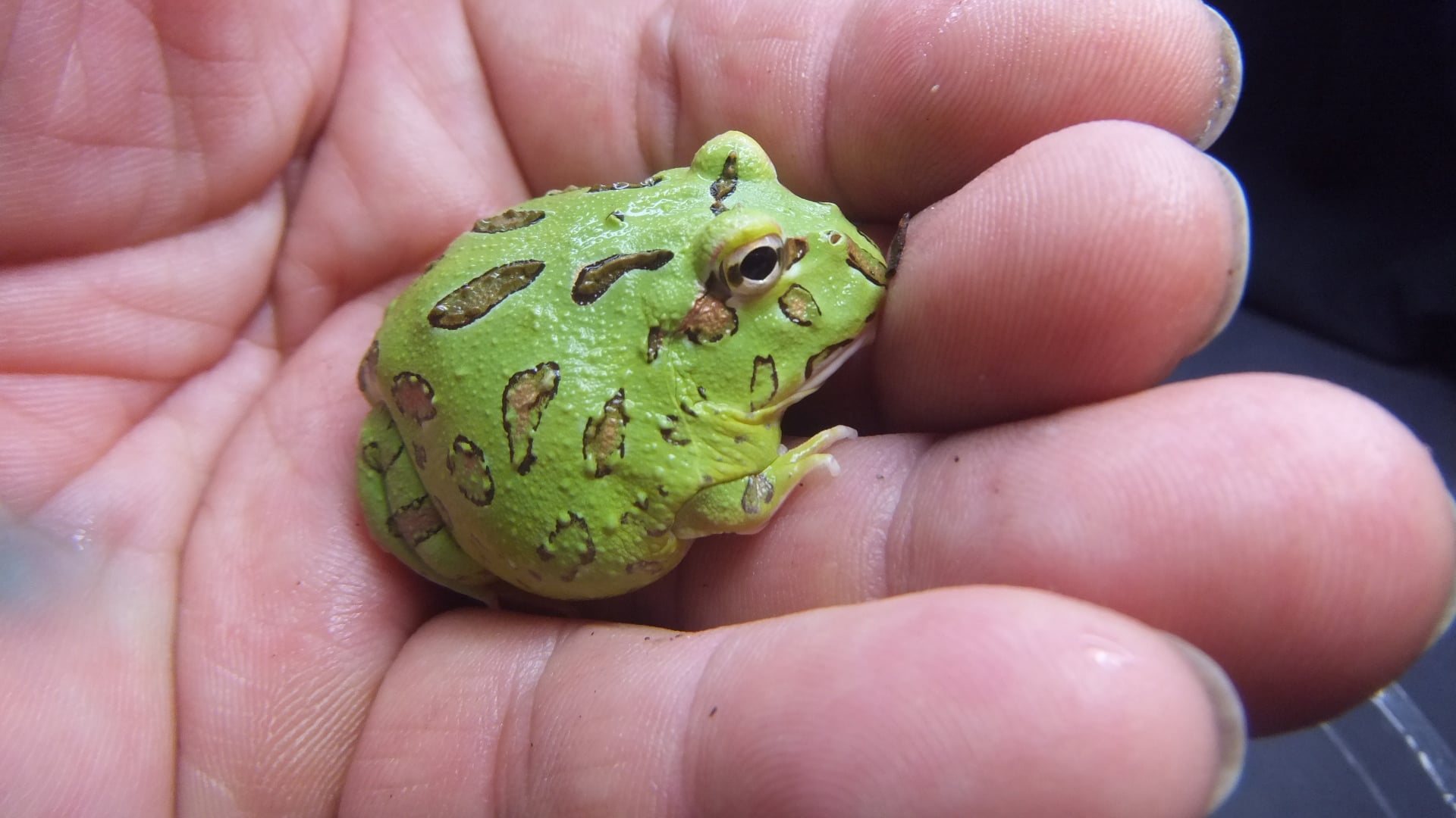 ツノガエル 