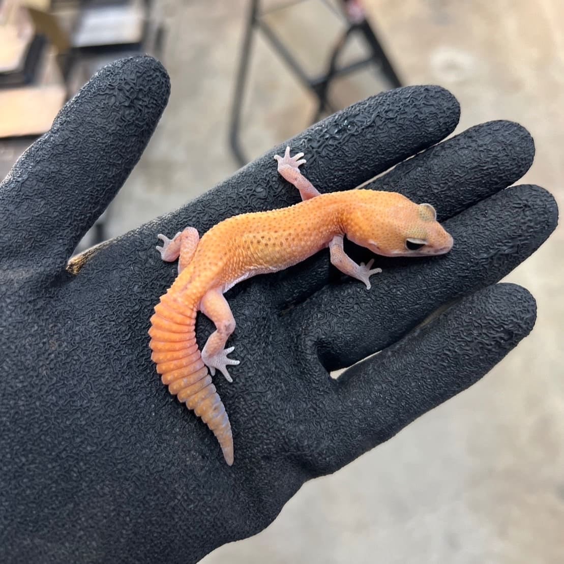 ニシアフリカトカゲモドキ パティhetアメル