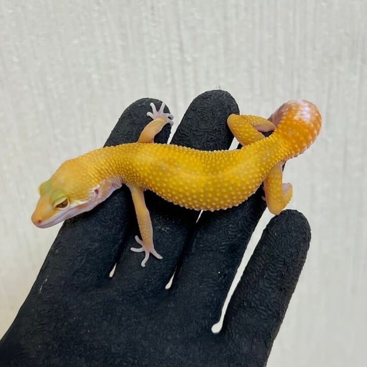 サングロー