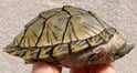 カブトニオイガメ 