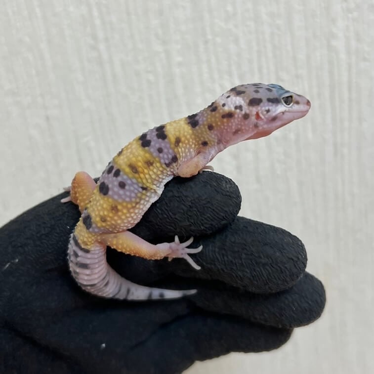 ヒョウモントカゲモドキ ハイイエロー