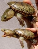 ハラガケガメ 