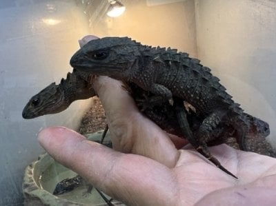 カブトトカゲ 