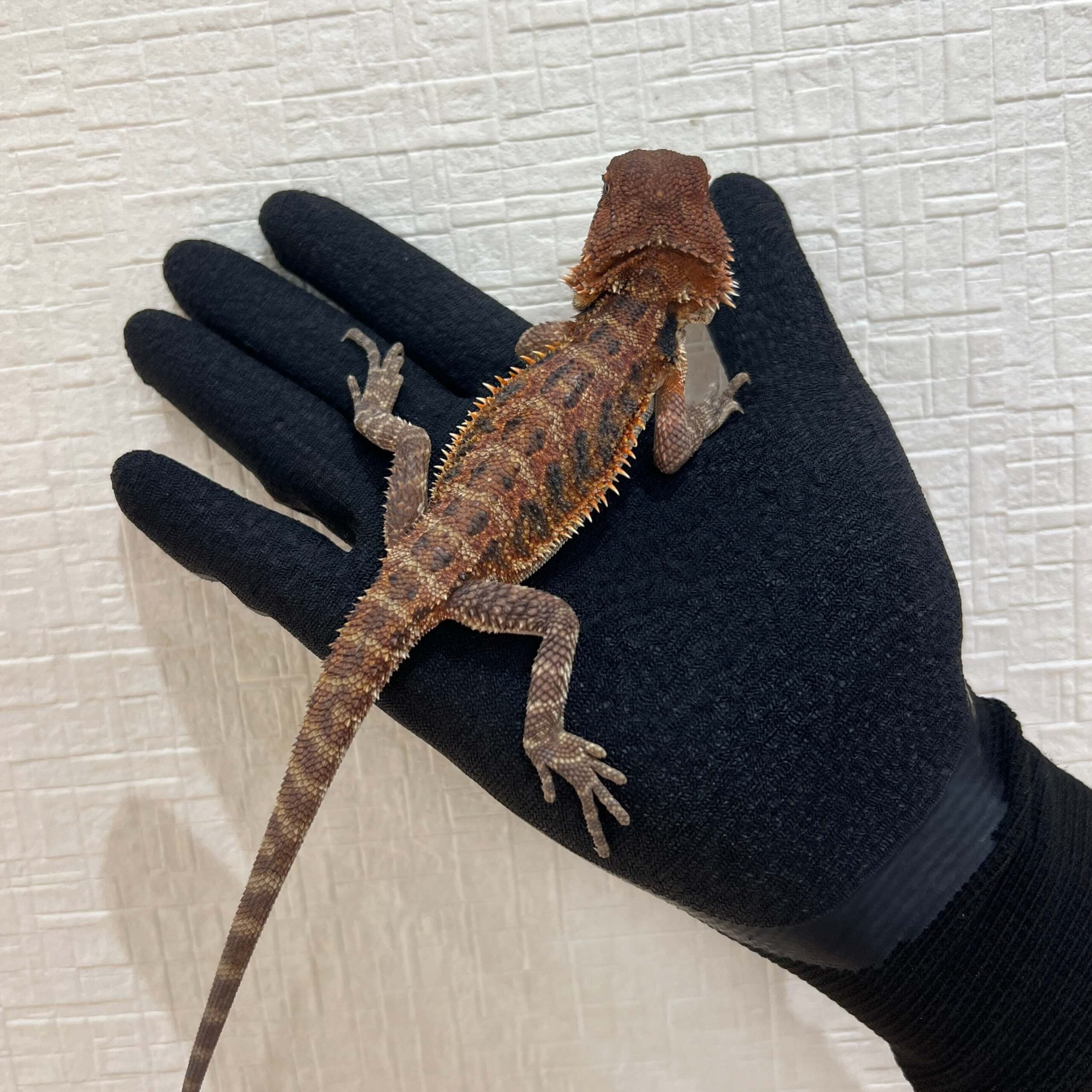 フトアゴヒゲトカゲ ダークレッド