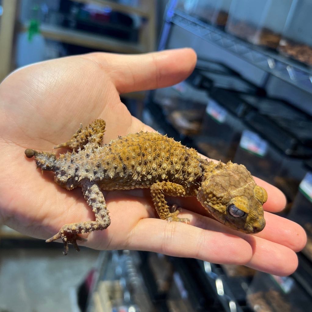 オニタマオヤモリ 