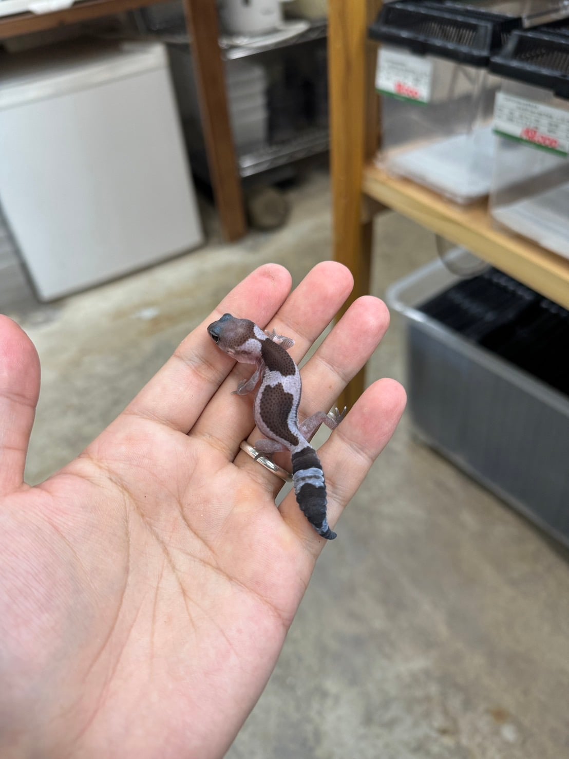 ニシアフリカトカゲモドキ オレオズールーhetアメル