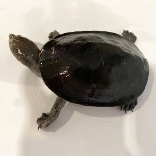 ヒメカエルガメ 