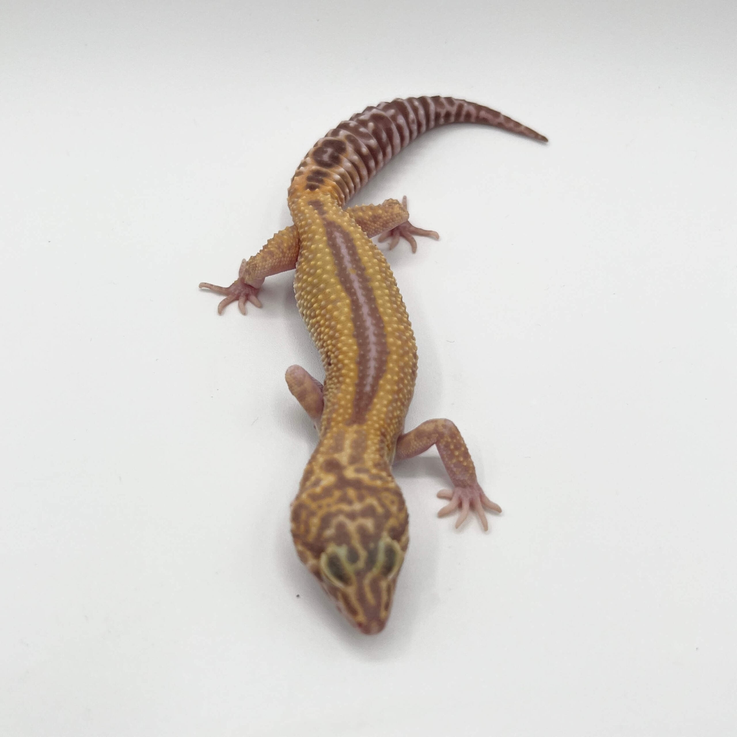 ヒョウモントカゲモドキ トレンパーアルビノジャングルhetエクリプス