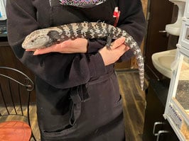 アオジタトカゲ 
