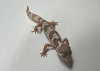 ヒョウモントカゲモドキ マックスノーパターンレス