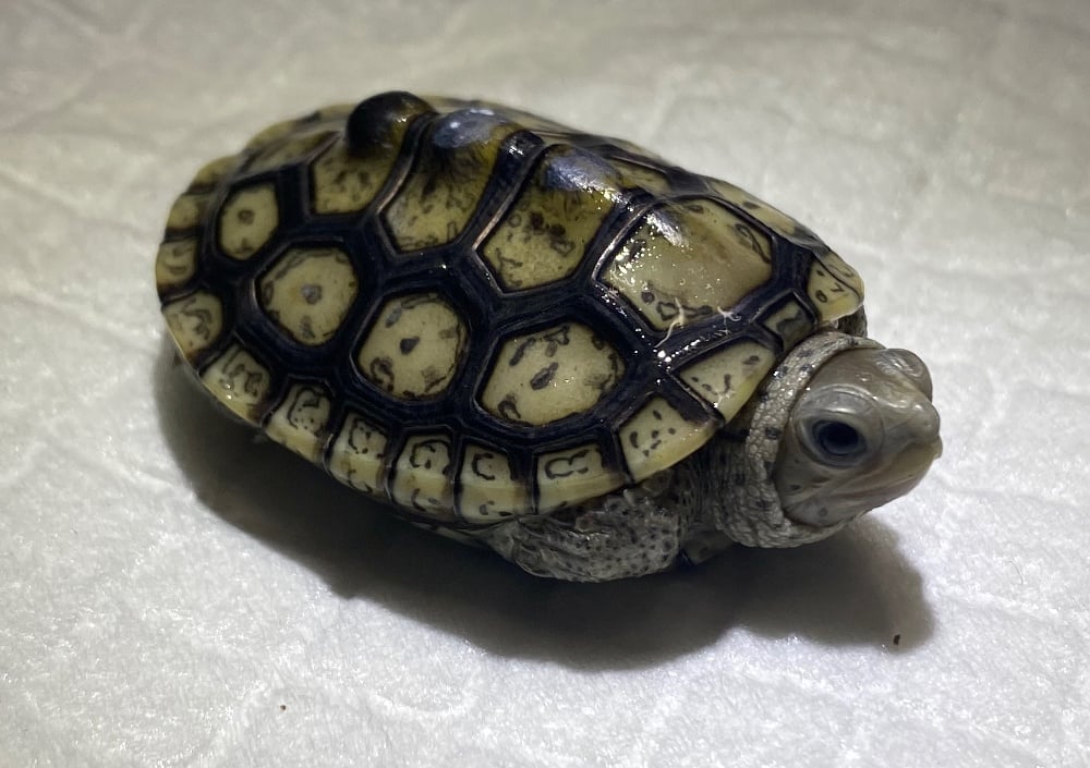 ダイヤモンドバックテラピン ホワイトヘッド血統