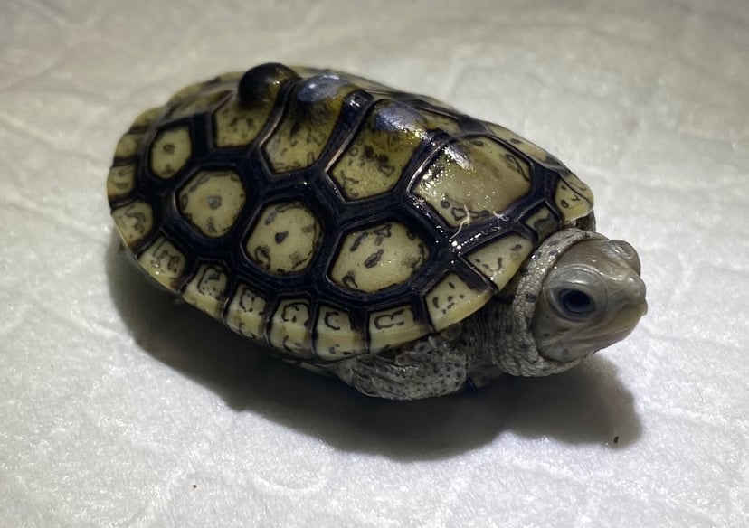 ホワイトヘッド血統