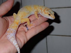 ヒョウモントカゲモドキ トレンパーアルビノマーブルアイ