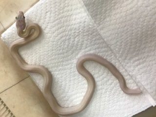 リューシスティック