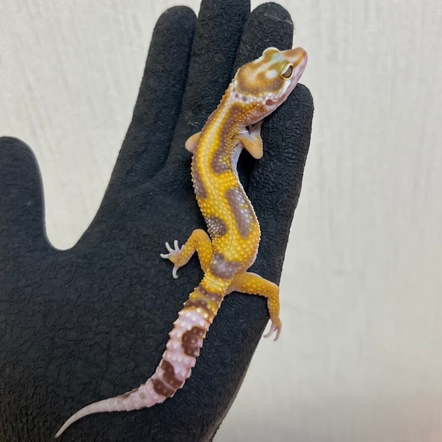 ヒョウモントカゲモドキ タンジェリンアルビノ