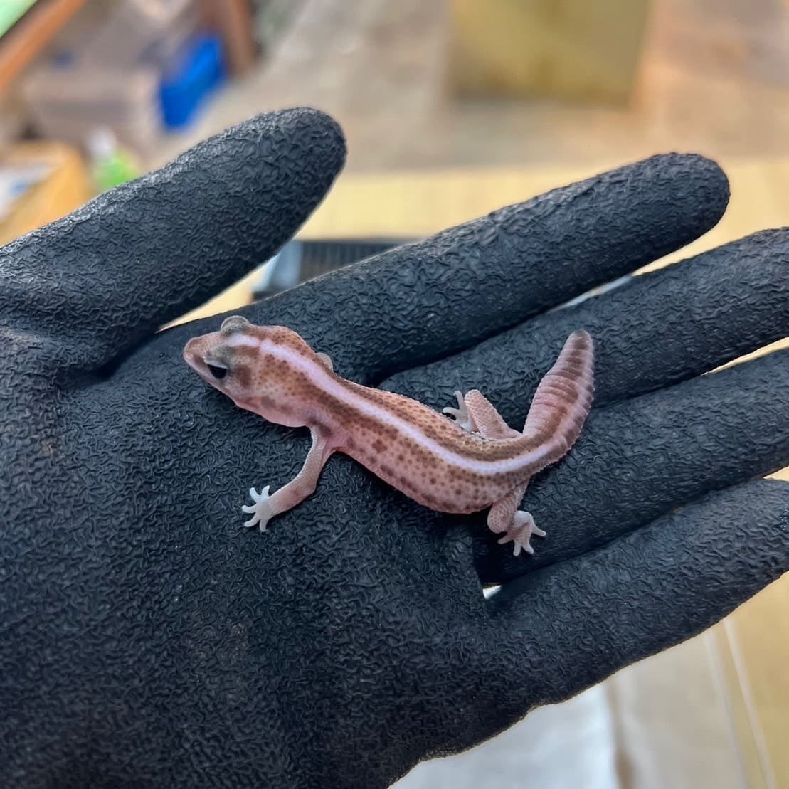 ニシアフリカトカゲモドキ パターンレスhetゴーストオレオ