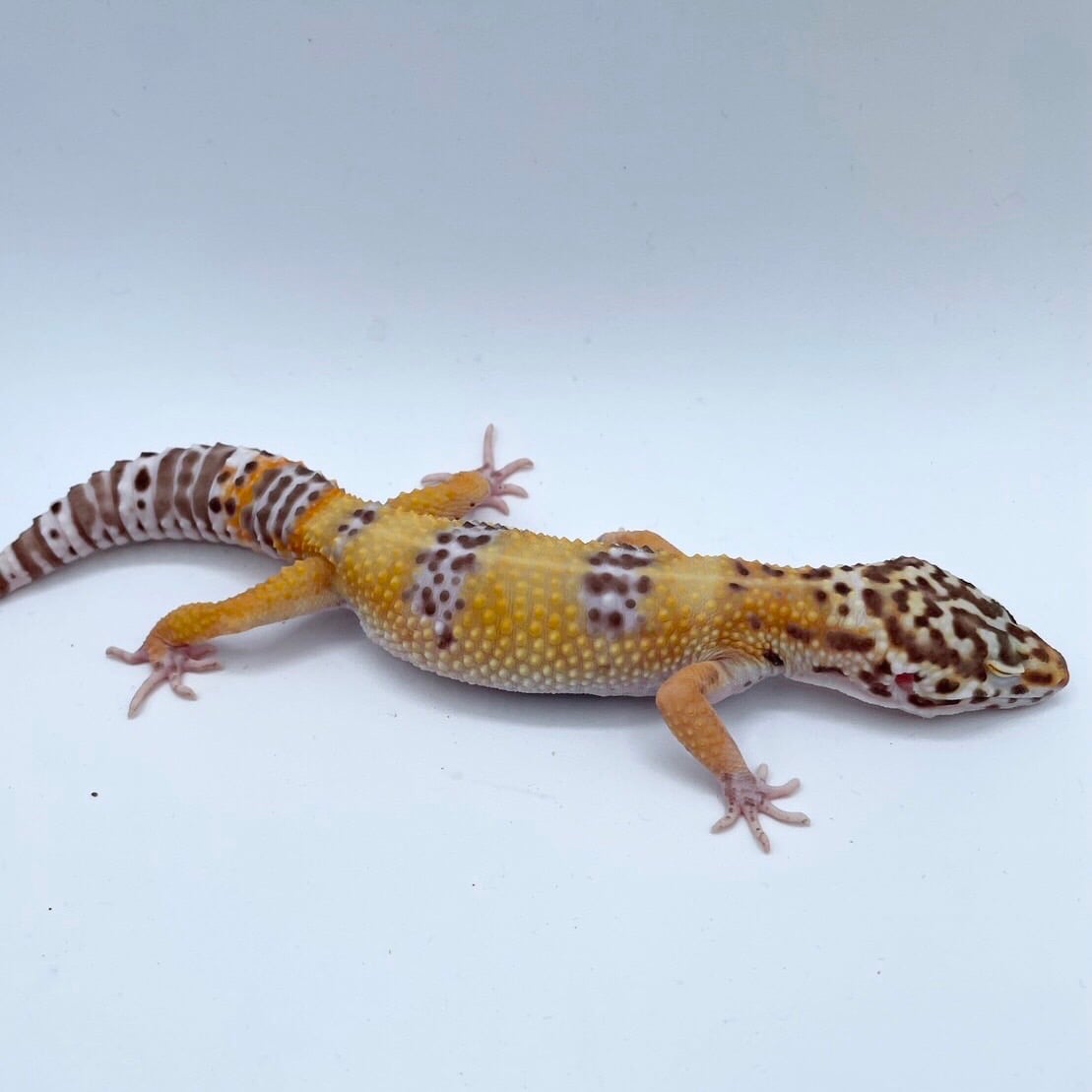 ヒョウモントカゲモドキ ベル