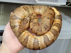 バイパーボア イエローベリー