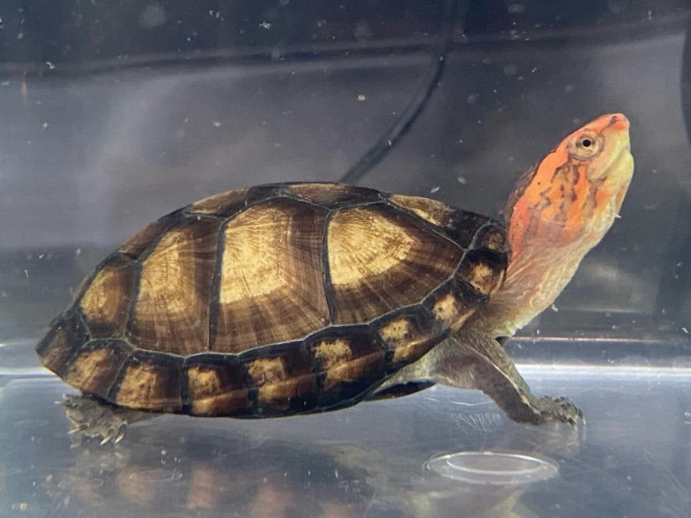 ホオアカドロガメ ユカタンフォーム