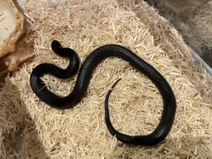 メキシカンブラックキングスネーク 