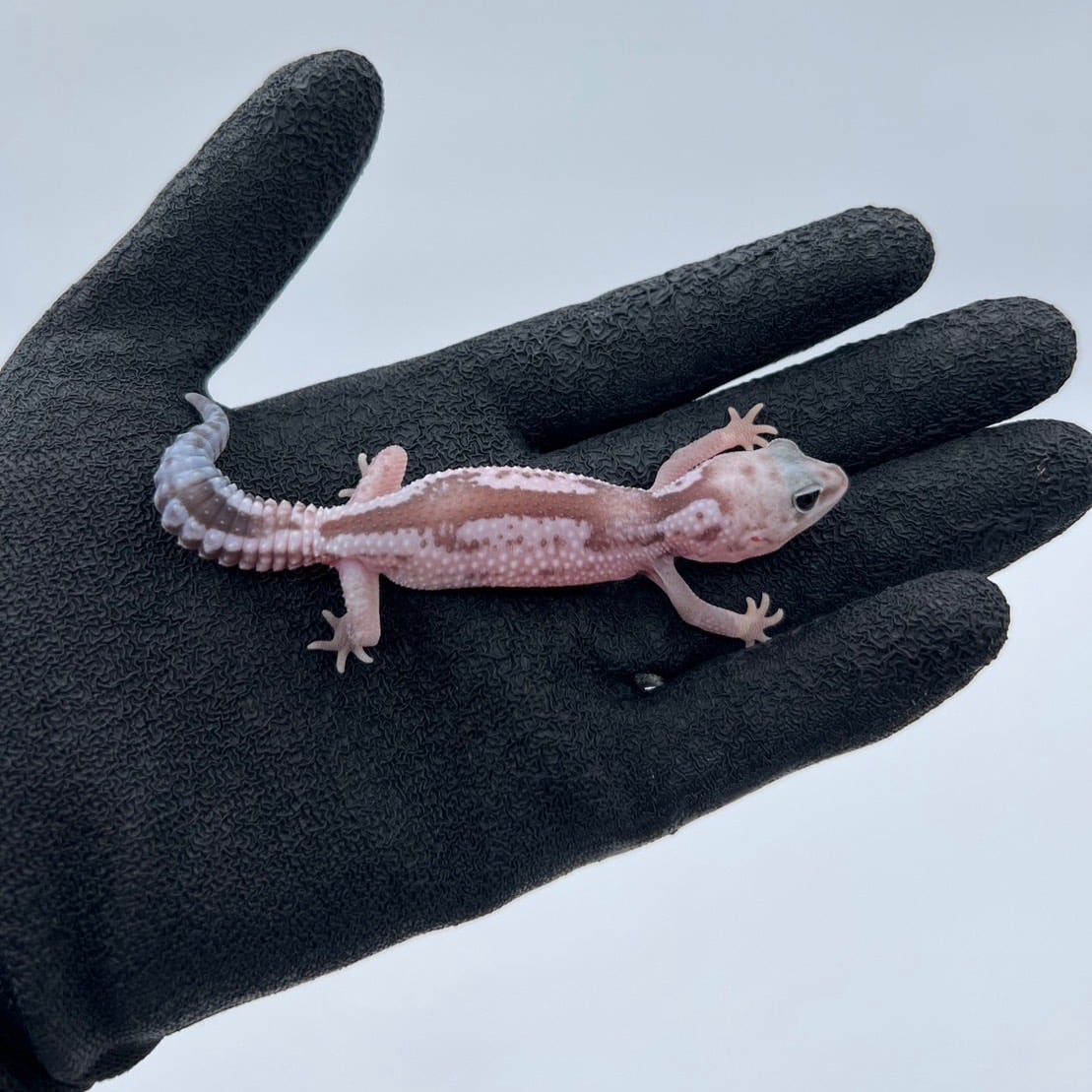 ニシアフリカトカゲモドキ オレオズールーhetゴースト